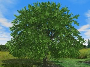 free c4d mode 3d-trees ash