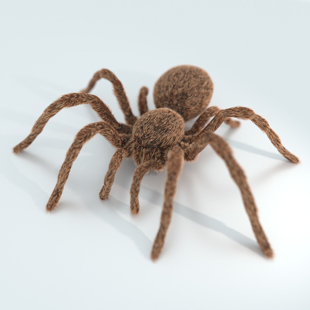 Base Mesh Tarantula Spider Fbx