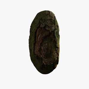 Anydrafts Cinnamomum burmannii Burl 05