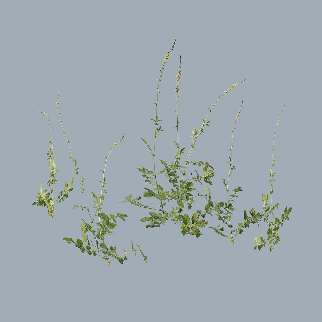 grass flowers 3D model https://p.turbosquid.com/ts-thumb/PO/HfUigx/Cd/travatsvenok1/jpg/1613464929/1920x1080/fit_q87/e3f783fbd736e6b405819e413443c19a3b076632/travatsvenok1.jpg