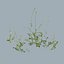 Grama com flores