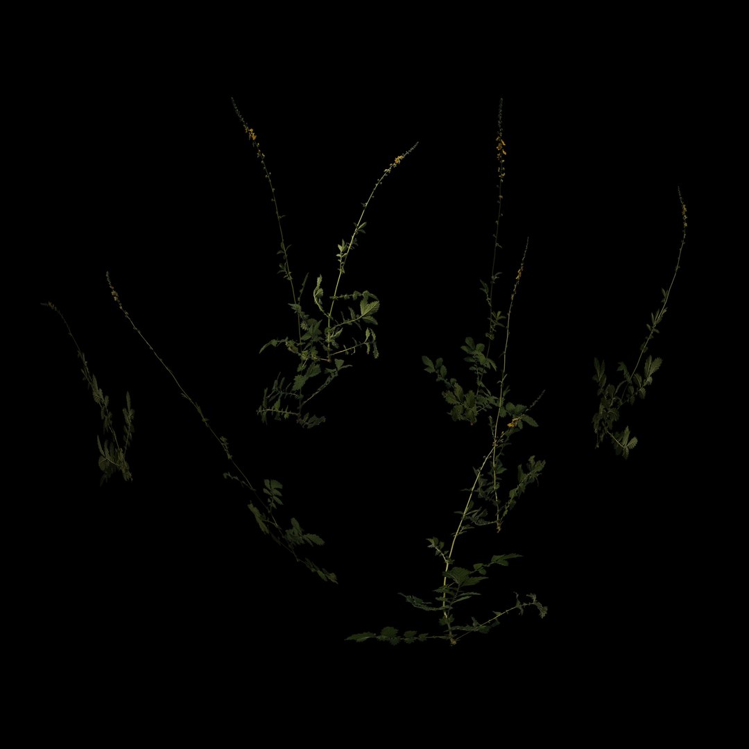 grass flowers 3D model https://p.turbosquid.com/ts-thumb/PO/HfUigx/Cr/travatsvenok7/jpg/1613464912/1920x1080/fit_q87/e3b84c8ce0965cf7e600ce13d8d121afba2a4e8e/travatsvenok7.jpg