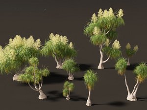 BEAUCARNIA recuvata - Ponytail palm 02 3D