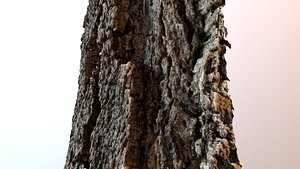 3D Bark cork tree