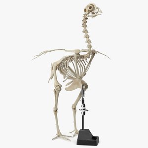 3D Bird Skeleton on Laboratory Stand