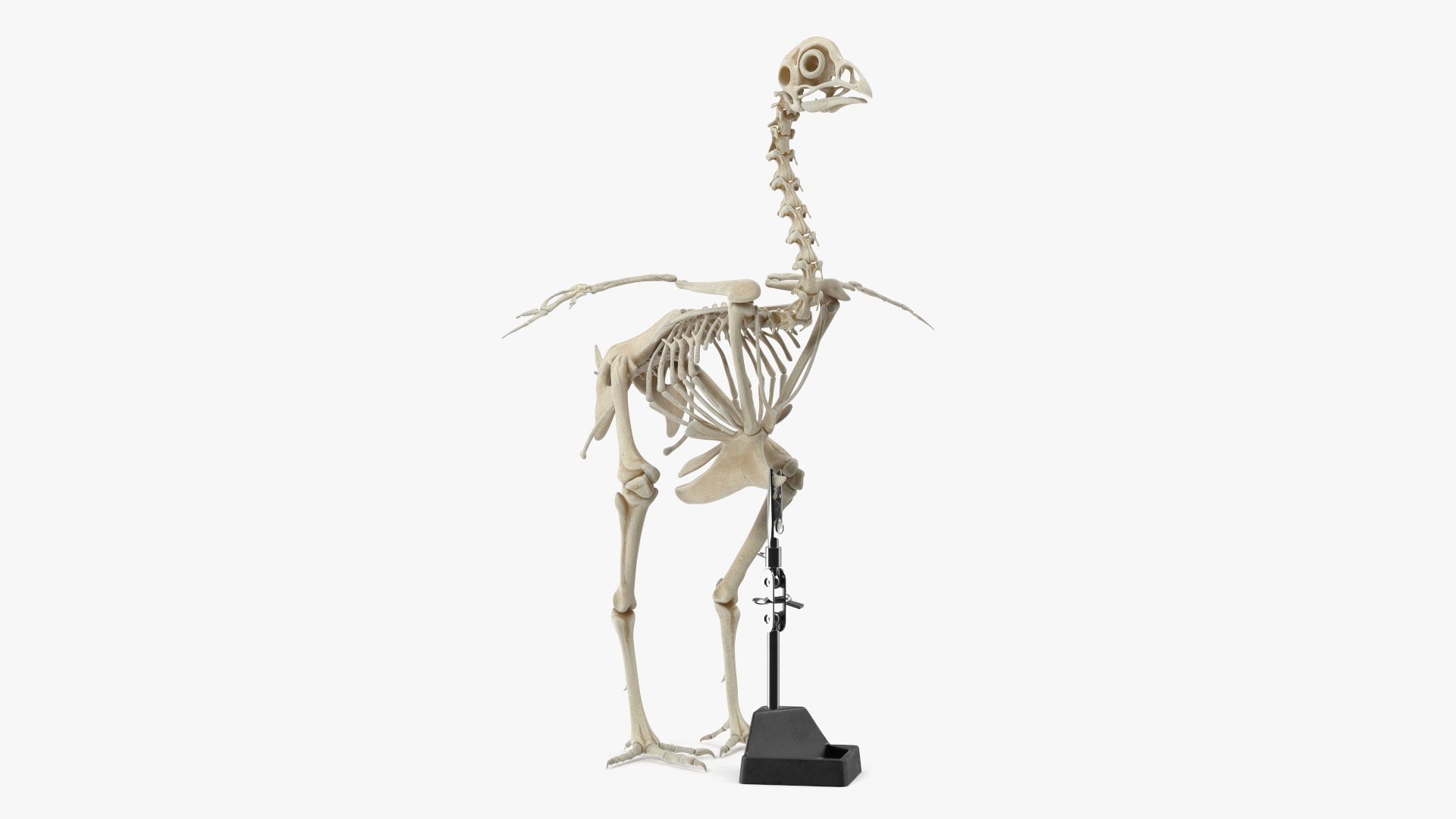 Bird Skeleton on Laboratory Stand 3D model preview