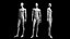 Animiertes Male Base Mesh v3 - 3 Posen