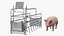 Pig in Farrowing Crate