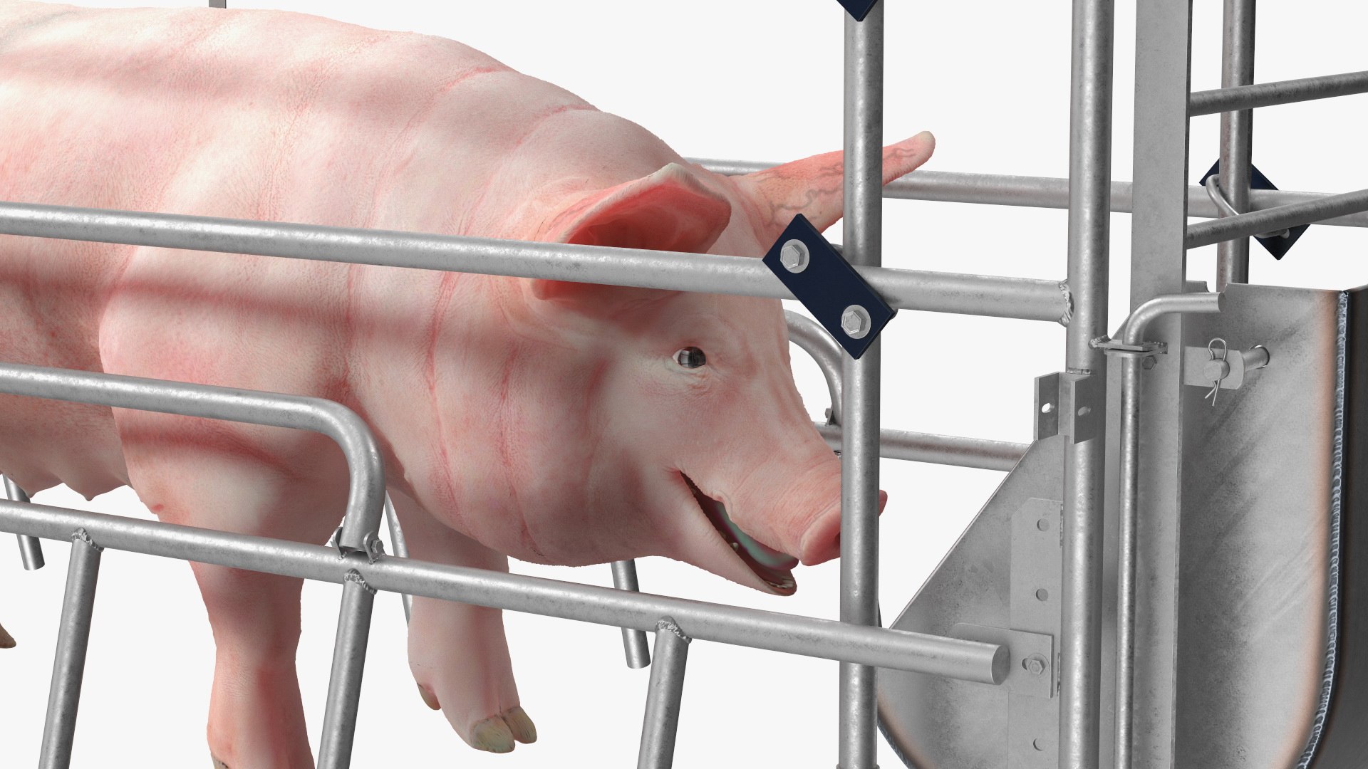 3D Pig in Farrowing Crate model https://p.turbosquid.com/ts-thumb/PO/rKkloj/HH/piginfarrowingcrate3dsmodel013/jpg/1682694206/1920x1080/fit_q87/e58bf947be5b9adcb31f7033ab8131ee6dd38e4b/piginfarrowingcrate3dsmodel013.jpg