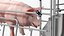 Pig in Farrowing Crate