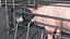 Pig in Farrowing Crate