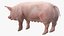 Pig in Farrowing Crate
