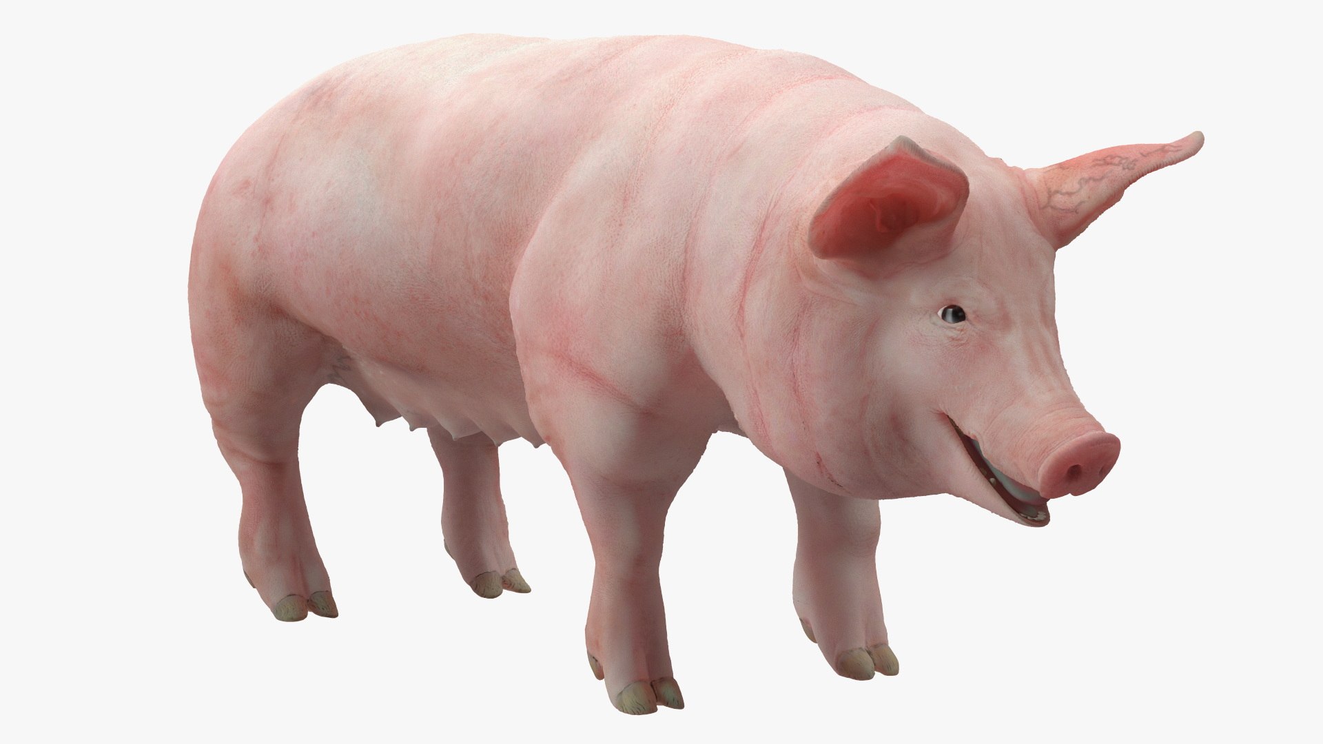3D Pig in Farrowing Crate model https://p.turbosquid.com/ts-thumb/PO/rKkloj/bP/piginfarrowingcrate3dsmodel015/jpg/1682694213/1920x1080/fit_q87/91ba422537b1bb8483b5ac1c6bd244558840cc6a/piginfarrowingcrate3dsmodel015.jpg