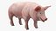 Pig in Farrowing Crate