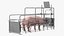 Pig in Farrowing Crate