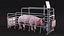 Pig in Farrowing Crate