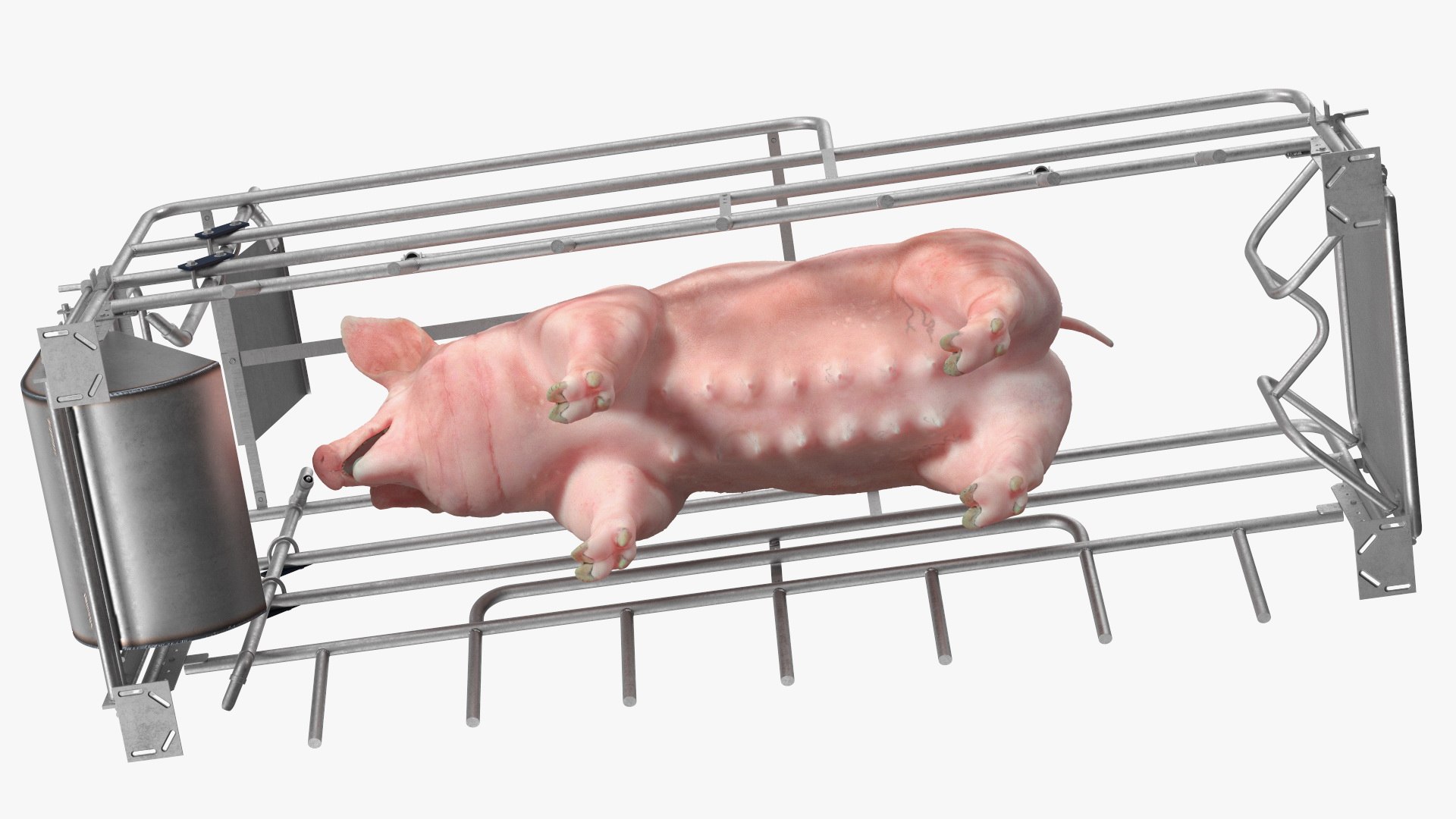 3D Pig in Farrowing Crate model https://p.turbosquid.com/ts-thumb/PO/rKkloj/l5/piginfarrowingcrate3dsmodel012/jpg/1682694202/1920x1080/fit_q87/20665b4b01431b9055214ebe064c6d40994162a1/piginfarrowingcrate3dsmodel012.jpg