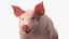 Pig in Farrowing Crate