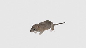 Low Poly Rat Rigged With Realistic Texture