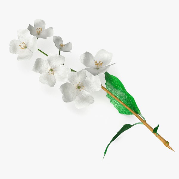 Jasmine Branch with Flowers 3D model