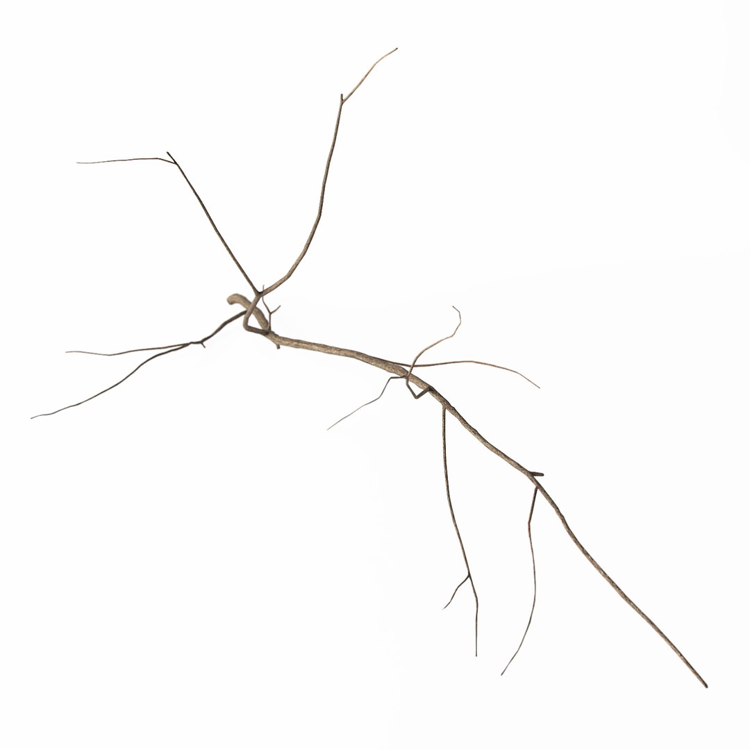 branch 2 max https://p.turbosquid.com/ts-thumb/PP/Spq9dP/9XcdvWge/branch_c4/jpg/1470222476/1920x1080/fit_q87/34f6ff4f552604d5df5dd7c860044f3ae4f62f50/branch_c4.jpg