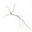 Branch 2