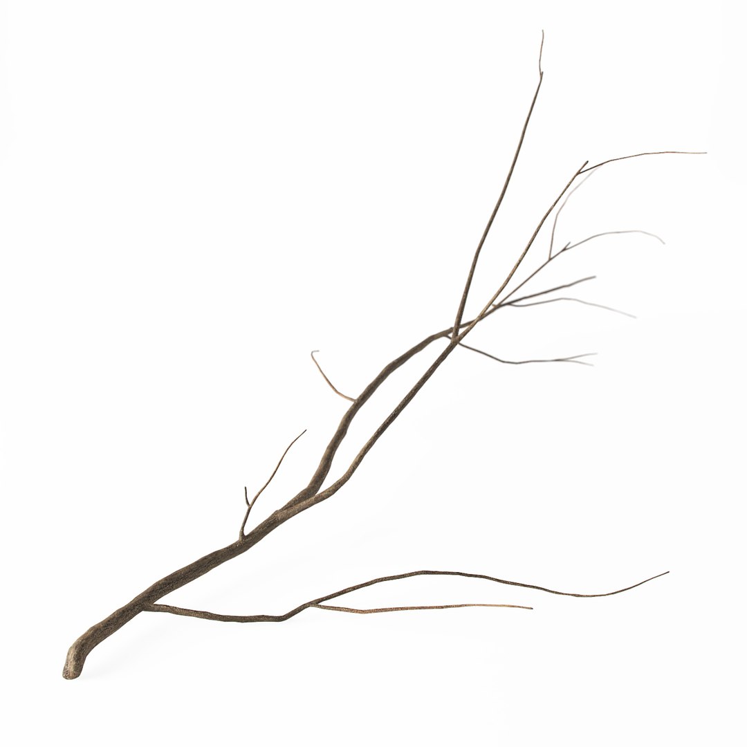 branch 2 max https://p.turbosquid.com/ts-thumb/PP/Spq9dP/CLXqbHHb/branch_c3/jpg/1470222469/1920x1080/fit_q87/bf3df9242b5cdd93a4d6e9bdd4b14adf4d14569c/branch_c3.jpg