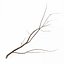 Branch 2