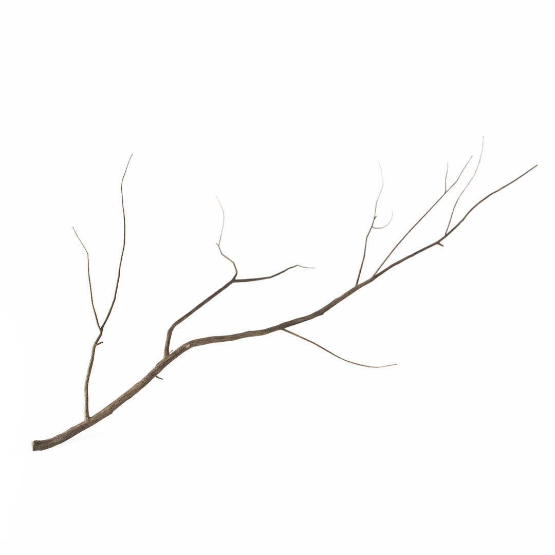 branch 2 max https://p.turbosquid.com/ts-thumb/PP/Spq9dP/InsTLjZw/branch_c5/jpg/1470222483/1920x1080/fit_q87/6951d1d3b00e351d4d8ef1763ca11de28b415fbd/branch_c5.jpg
