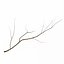 Branch 2