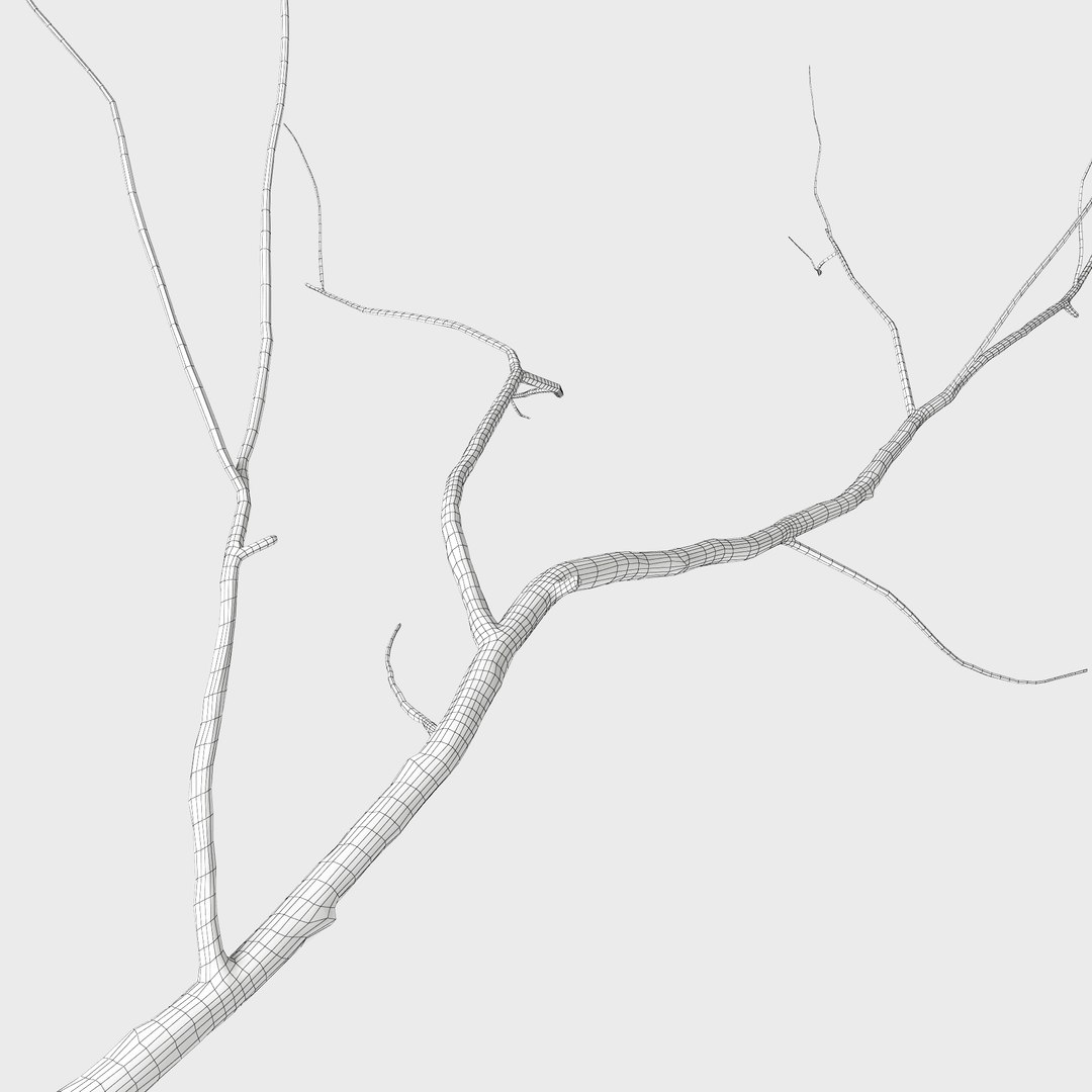 branch 2 max https://p.turbosquid.com/ts-thumb/PP/Spq9dP/dbUcHtey/setka02/jpg/1470222518/1920x1080/fit_q87/16c187f64cd02c3be4734346ce68461ac6f01786/setka02.jpg