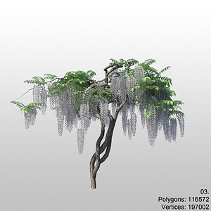 wisteria 03