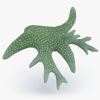 Seriatopora Chaos Coral