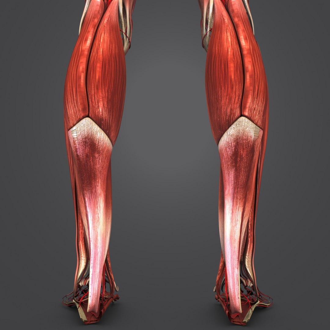 3D model human body muscles - TurboSquid 1268735