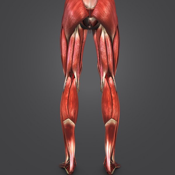 3D model human body muscles - TurboSquid 1268735