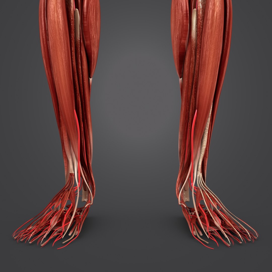 3D model human body muscles - TurboSquid 1268735