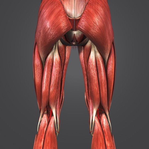 3D model human body muscles - TurboSquid 1268735