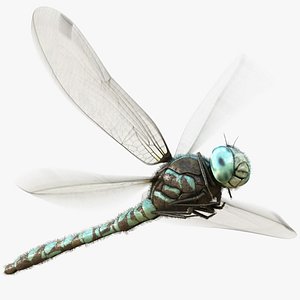 3D Dragonfly Rigged Animated 8K PBR Textures model