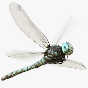Dragonfly Rigged Animated 8K PBR Textures