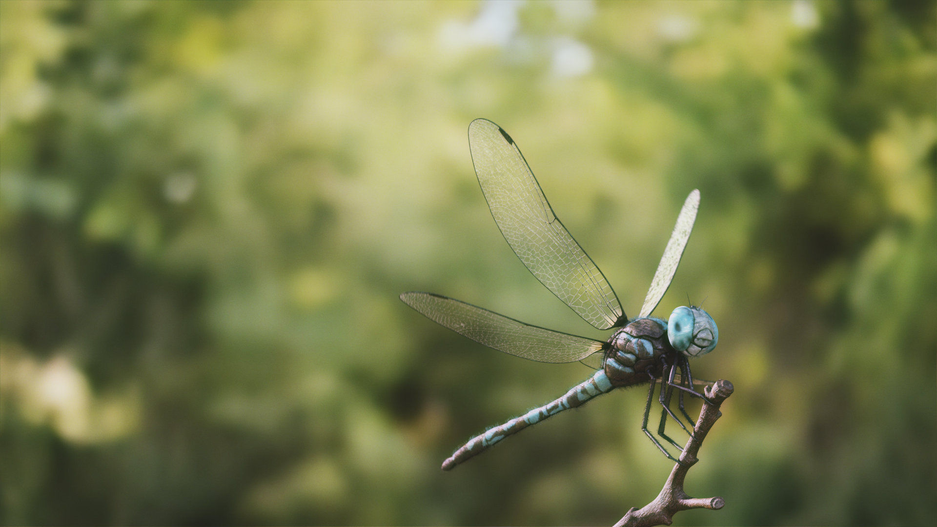 3D Dragonfly Rigged Animated 8K PBR Textures model https://p.turbosquid.com/ts-thumb/PQ/EdaLvo/SD/dragonfly_r_a_idle/jpg/1671446684/1920x1080/turn_fit_q99/8e4521bbcf14b28c86479a0f4307713d468dfa8d/dragonfly_r_a_idle-1.jpg