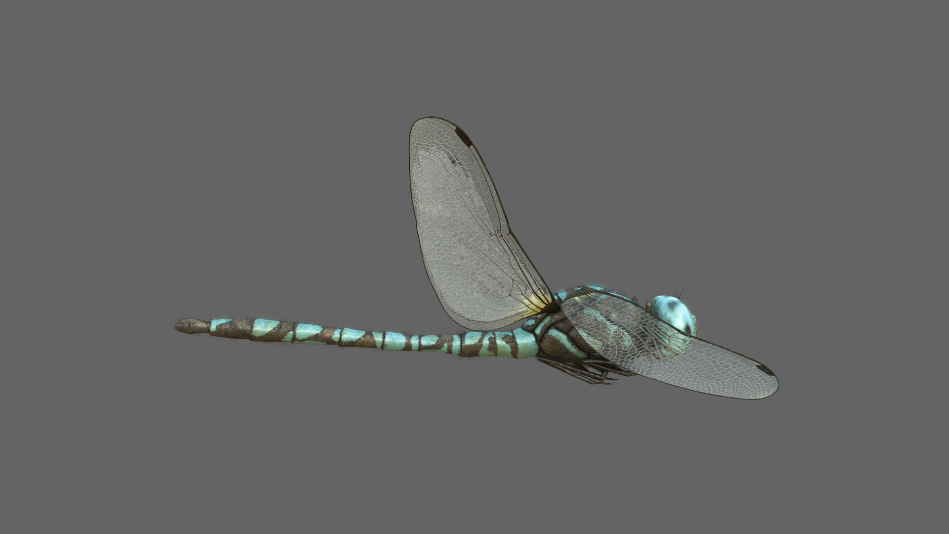 3D Dragonfly Rigged Animated 8K PBR Textures model https://p.turbosquid.com/ts-thumb/PQ/EdaLvo/d2/dragonfly_r_a_turn/jpg/1671446036/1920x1080/turn_fit_q99/78707ddb8d2cc89cdce2697b2b5324131dcc2f86/dragonfly_r_a_turn-1.jpg
