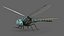 Texture PBR animate 8K rigged Dragonfly