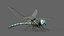 Texture PBR animate 8K rigged Dragonfly