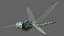 Texture PBR animate 8K rigged Dragonfly