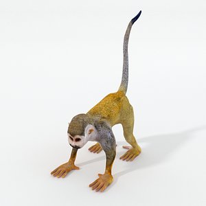 3D squirrel monkey
