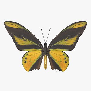 Chimaera Butterfly
