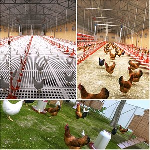 Chicken Farm Collection 3D