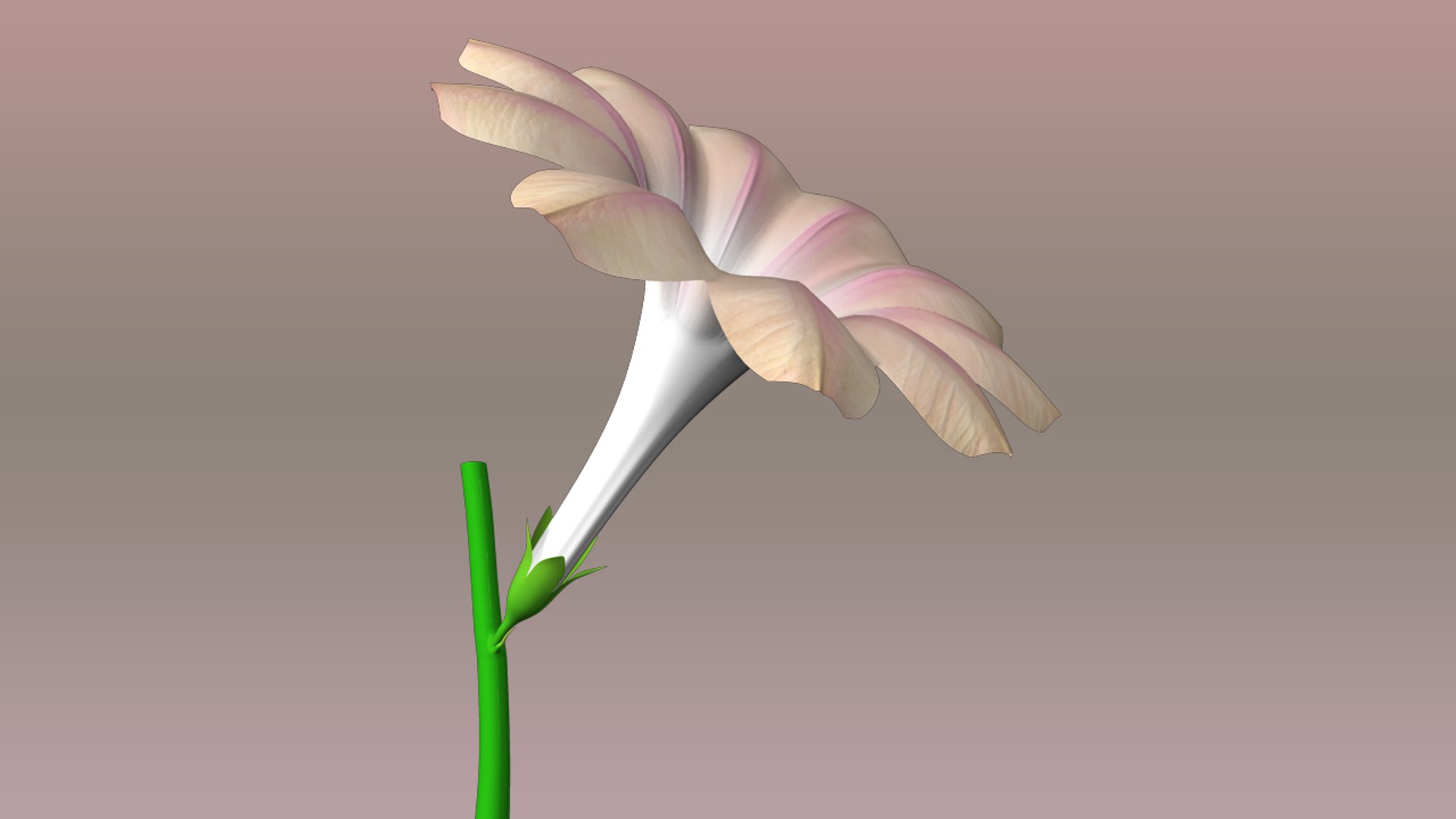 Flower Structure 3d Model