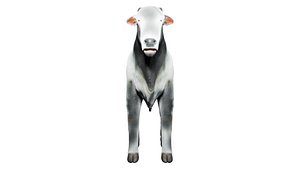 Ox for game 3D
