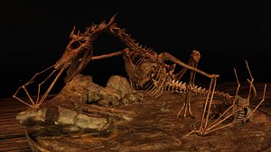 3D Dragon Skeleton Diorama model